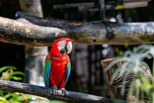 Free A stunning Scarlet Macaw with vivid plumage perched outdoors on a tree branch, basking in natural light. Stock Photo