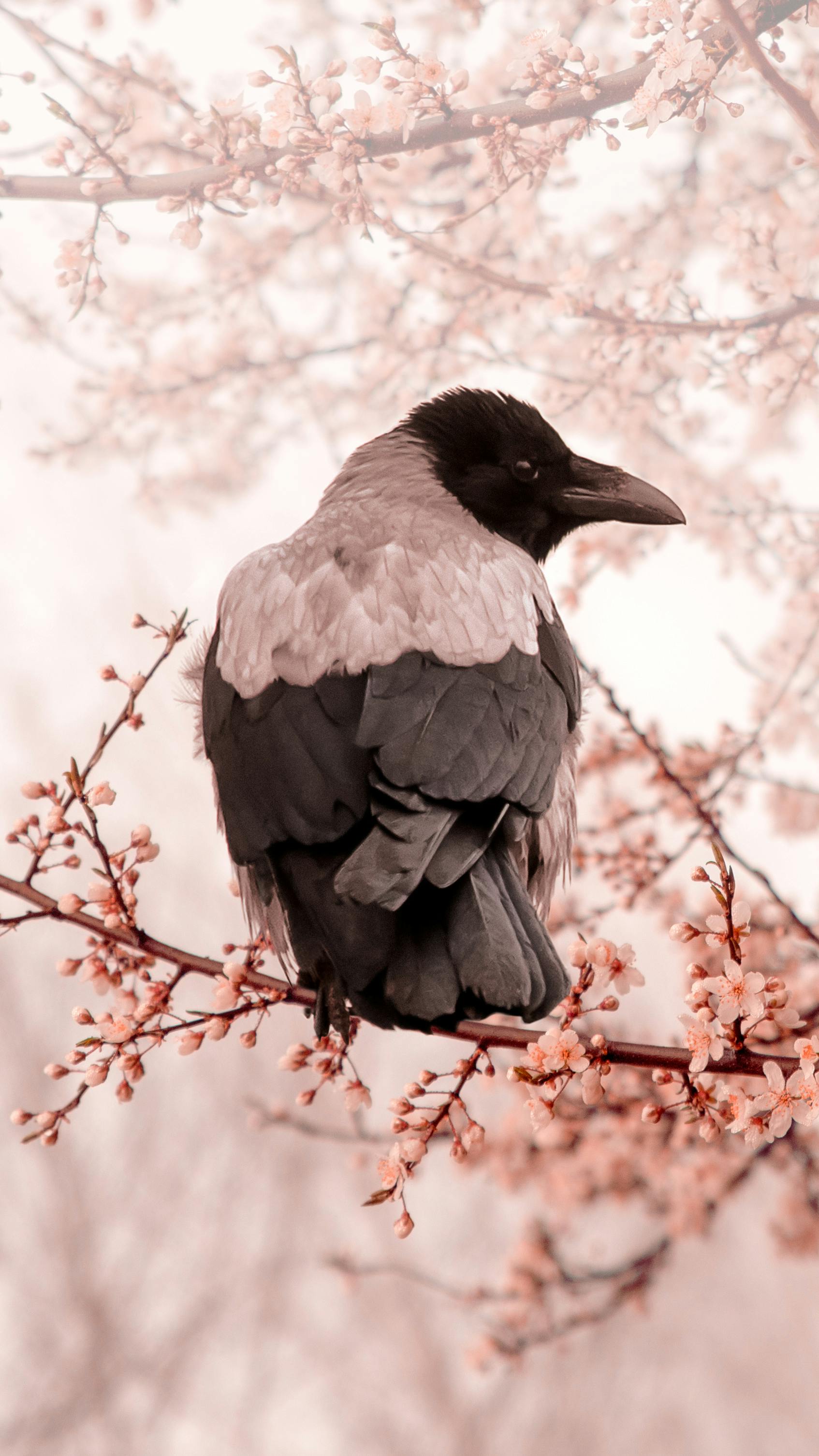 Crows Photos, Download The BEST Free Crows Stock Photos & HD Images