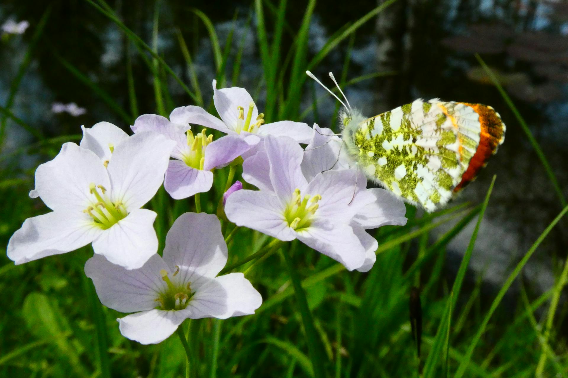 A butterfly gracefully perched on white wildflowers by a pond in a natural park setting.