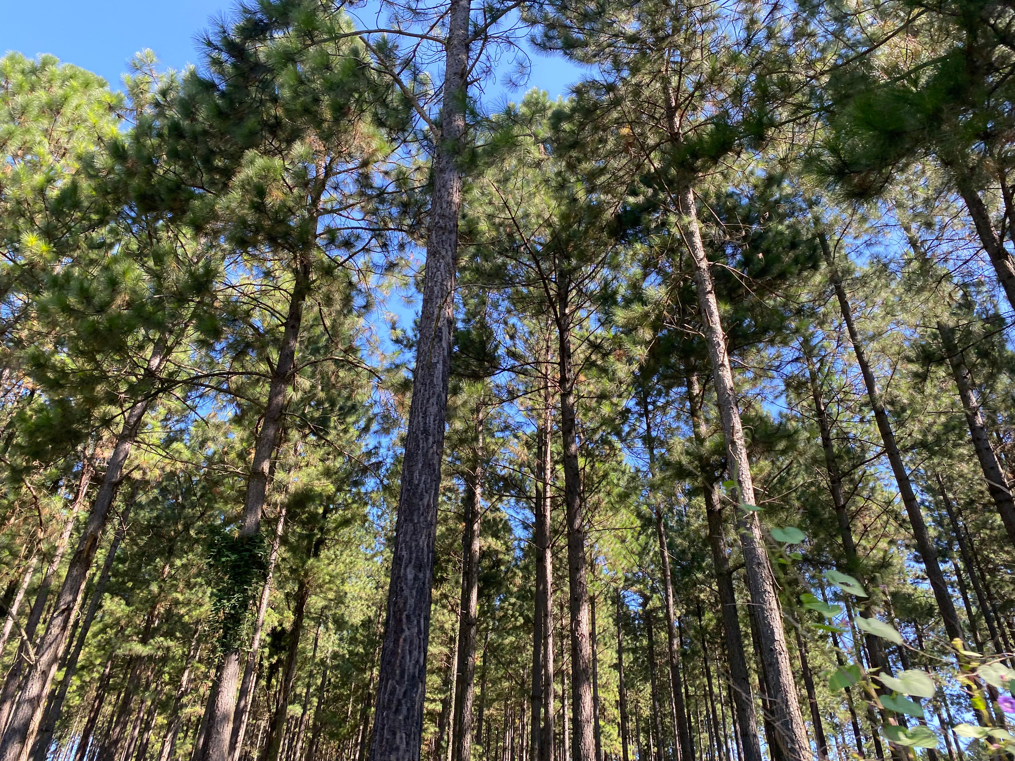 Tall Timbers Plantation