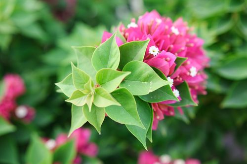 Free Close-up of bright bougainvillea flowers and lush greenery showcasing vibrant colors in a natural setting. Stock Photo