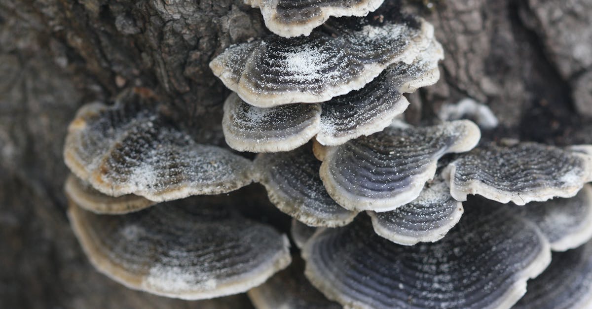 The Lunar Bloom 1 image text