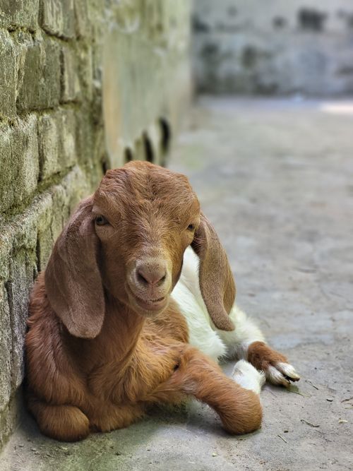 Free A cute brown goat kid relaxing against a rustic wall on a sunny day. Stock Photo