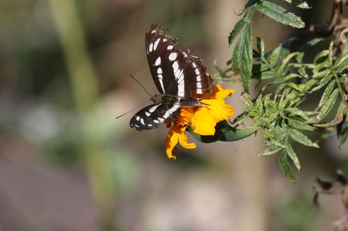 Free A black and white butterfly delicately perched on a bright yellow flower in natural sunlight. Stock Photo