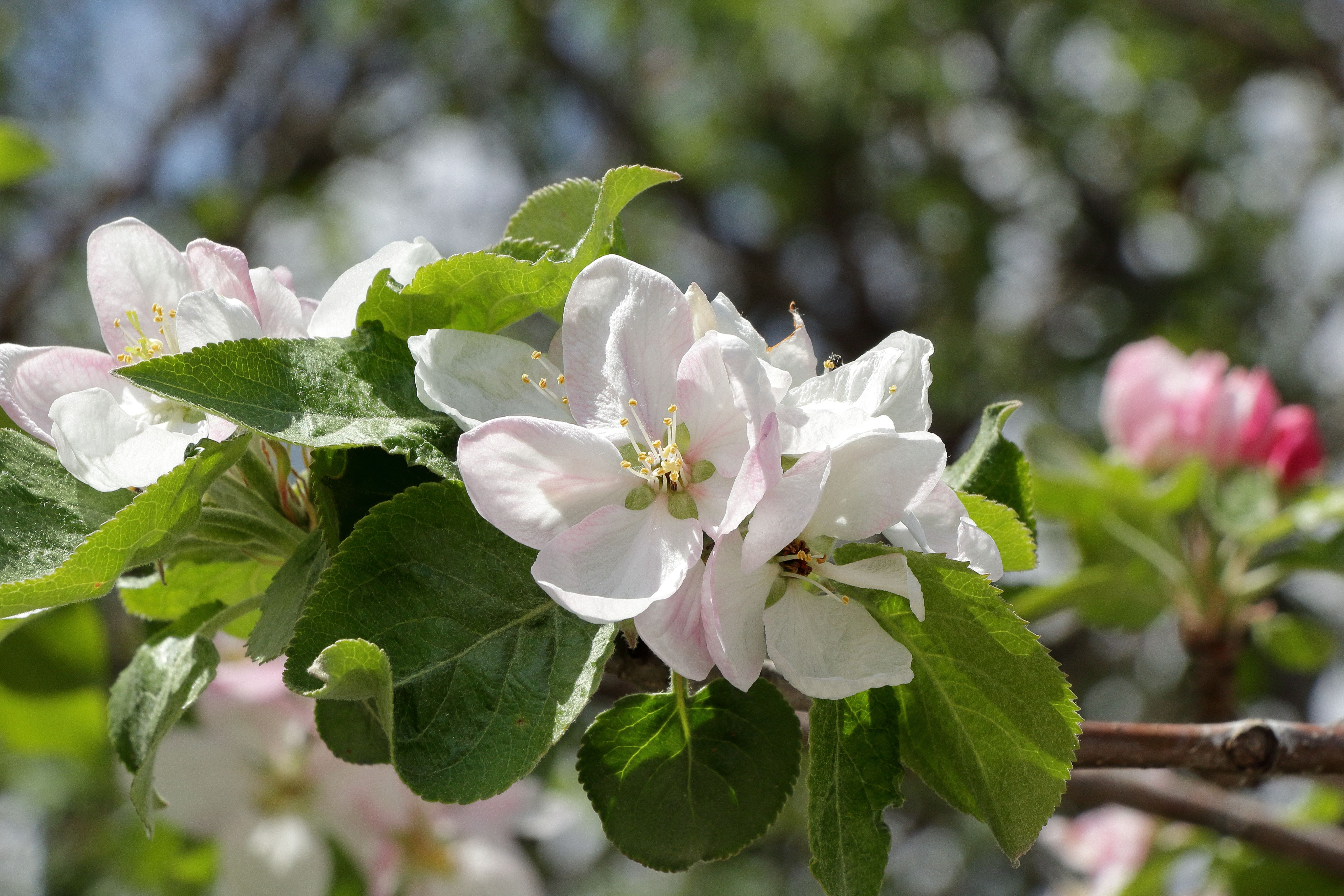 Close-up of Blossoming Apple Tree Branch in Spring · Free Stock Photo