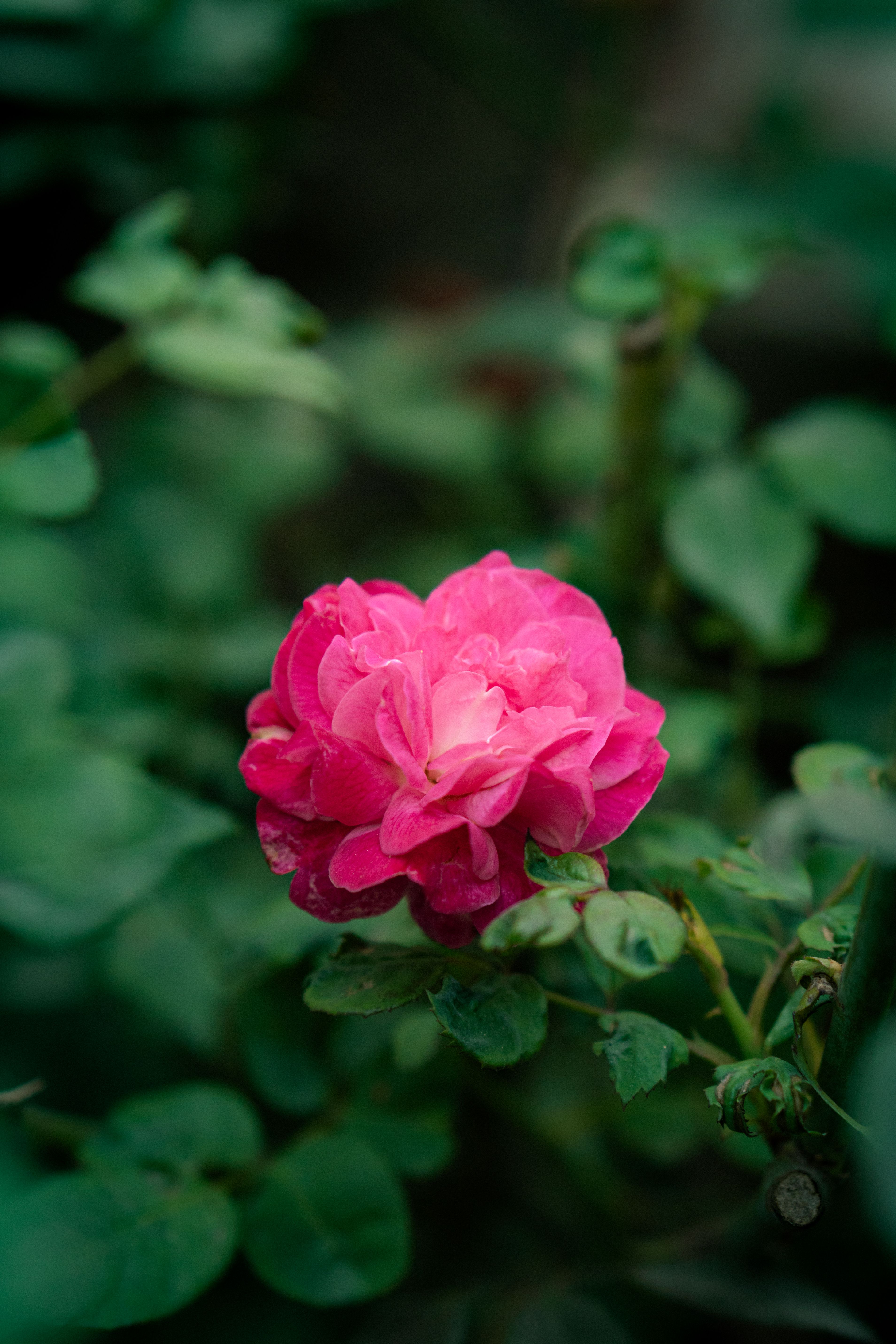 Vibrant Pink Rose Bloom in Lush Garden Setting · Free Stock Photo