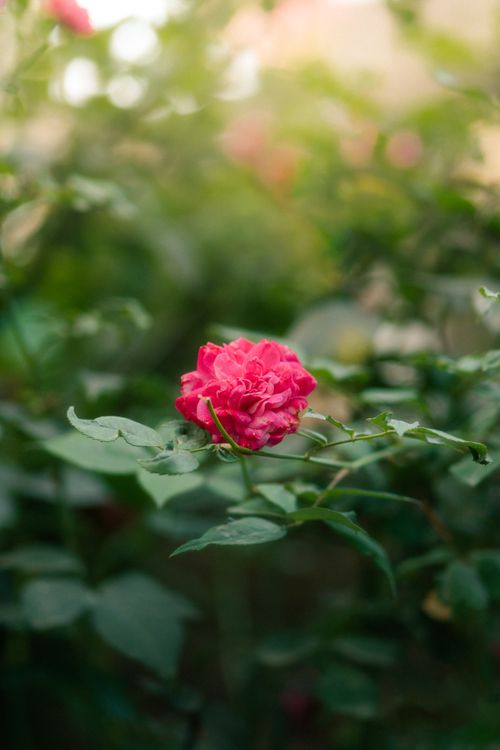 Free Vibrant pink rose blooming amidst lush green foliage, captured in natural outdoor spring setting. Stock Photo