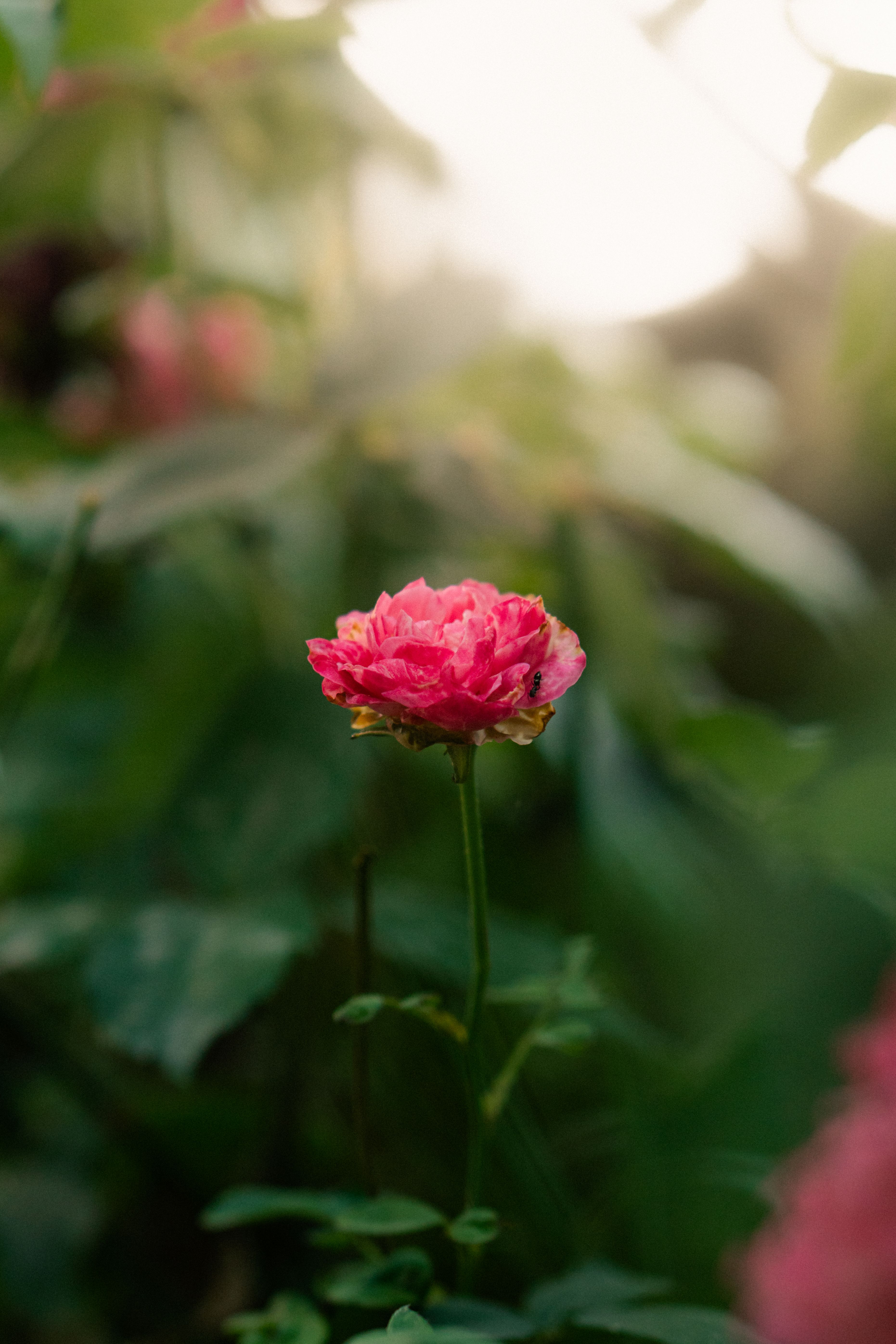 Vibrant Pink Rose Bloom in Sunlit Garden · Free Stock Photo