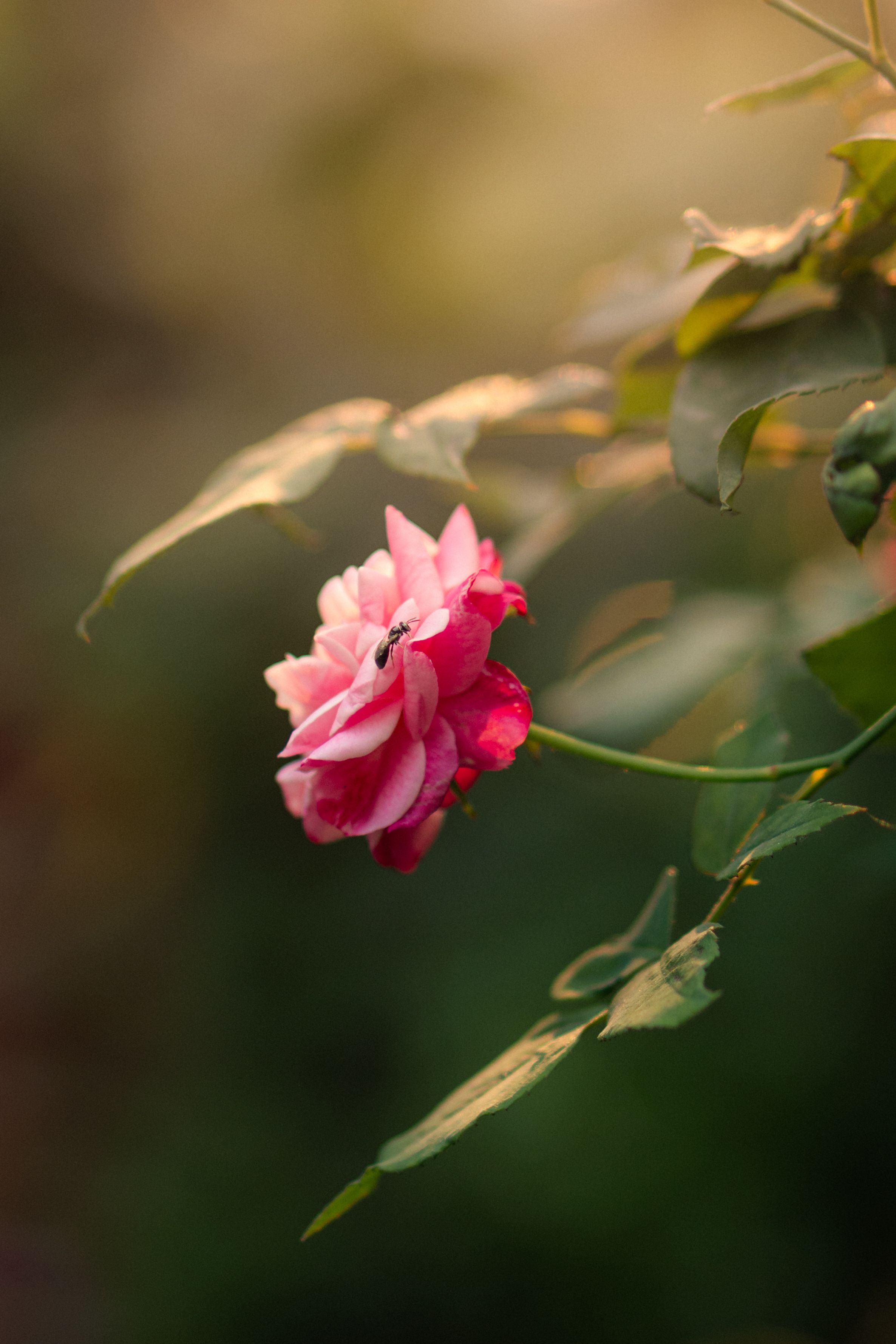 Beautiful Pink Rose in Sunlit Garden · Free Stock Photo