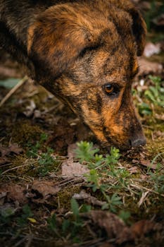 An inquisitive brindle dog sniffing grass and foliage in a natural setting, exploring its surroundings.