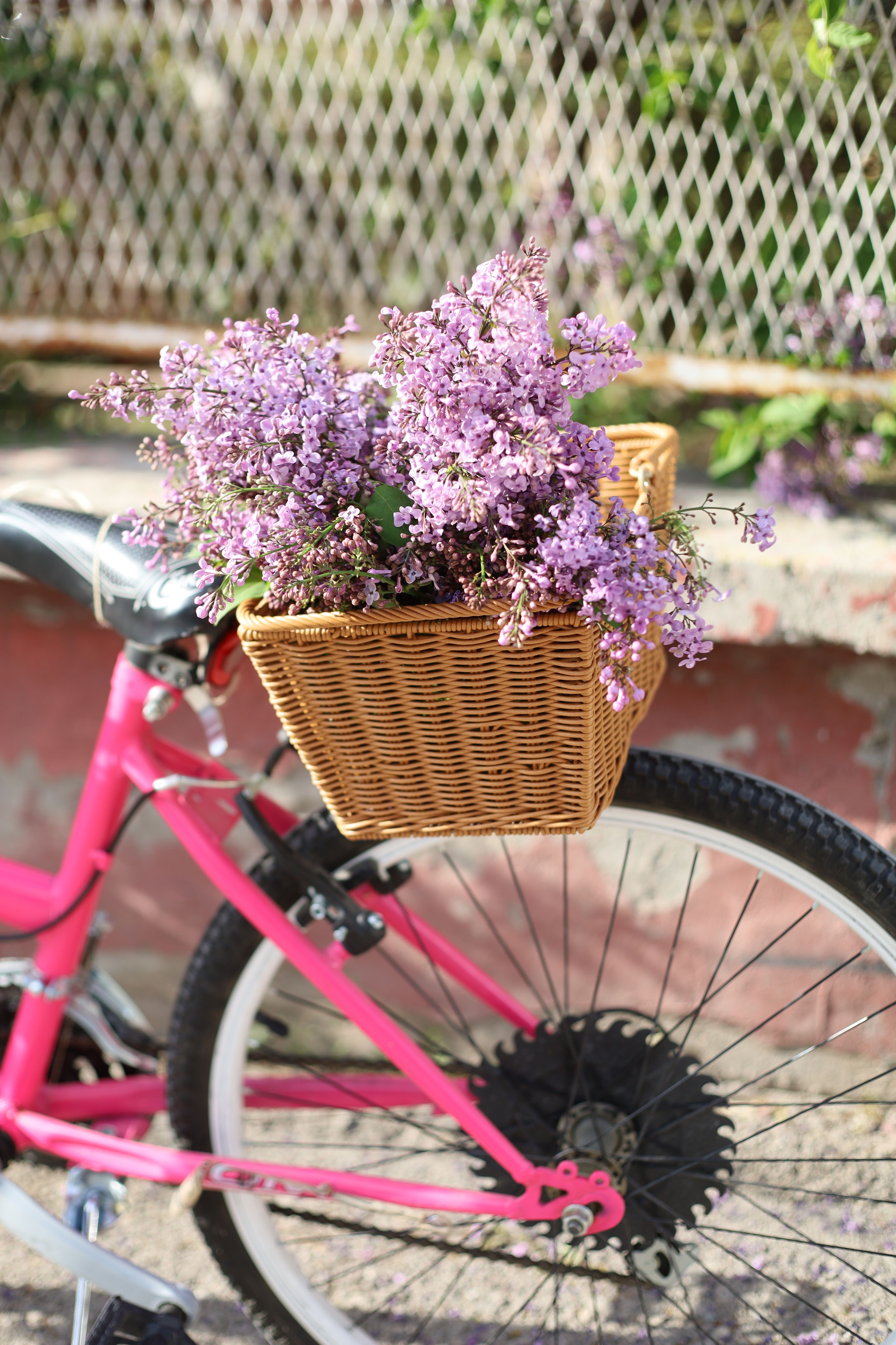 Bright pink bicycle with a wicker basket filled with blooming lilac flowers outdoors.