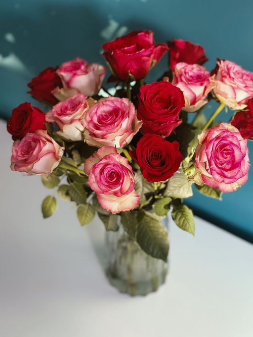 Free A beautiful bouquet of pink and red roses in a glass vase on a white table against a teal background. Stock Photo