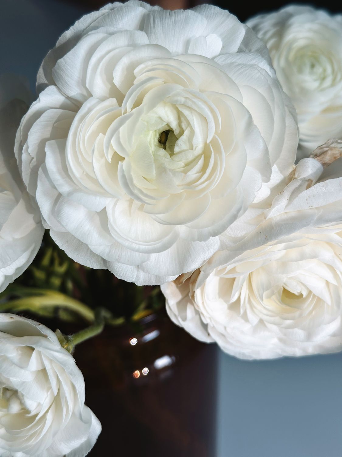 Preserved White Ranunculus Close-up of White Ranunculus Flowers in Vase · Free Stock Photo
