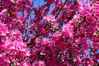 Vibrant Pink Blossoms on Flowering Tree