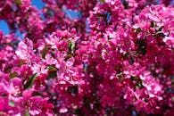 Vibrant Pink Cherry Blossoms in Springtime