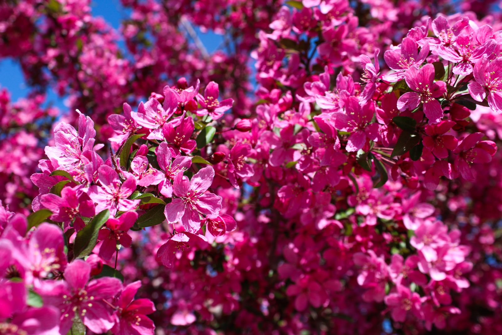 Spring Background Desktop Wallpaper Photos, Download The BEST Free ...