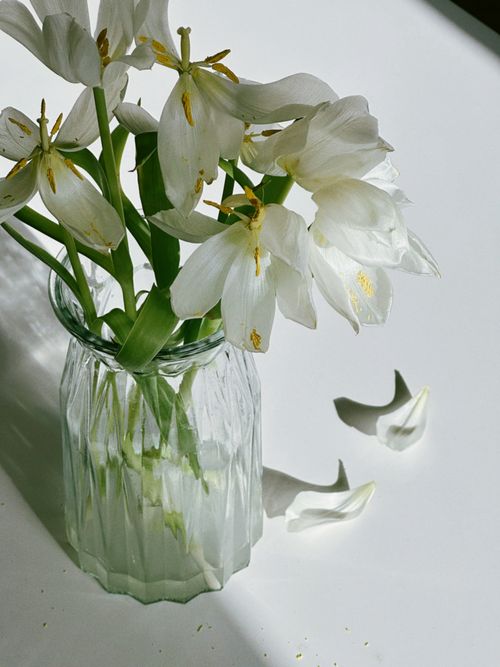 Free A bouquet of white lilies in a clear vase with petals on a sunlit surface. Stock Photo
