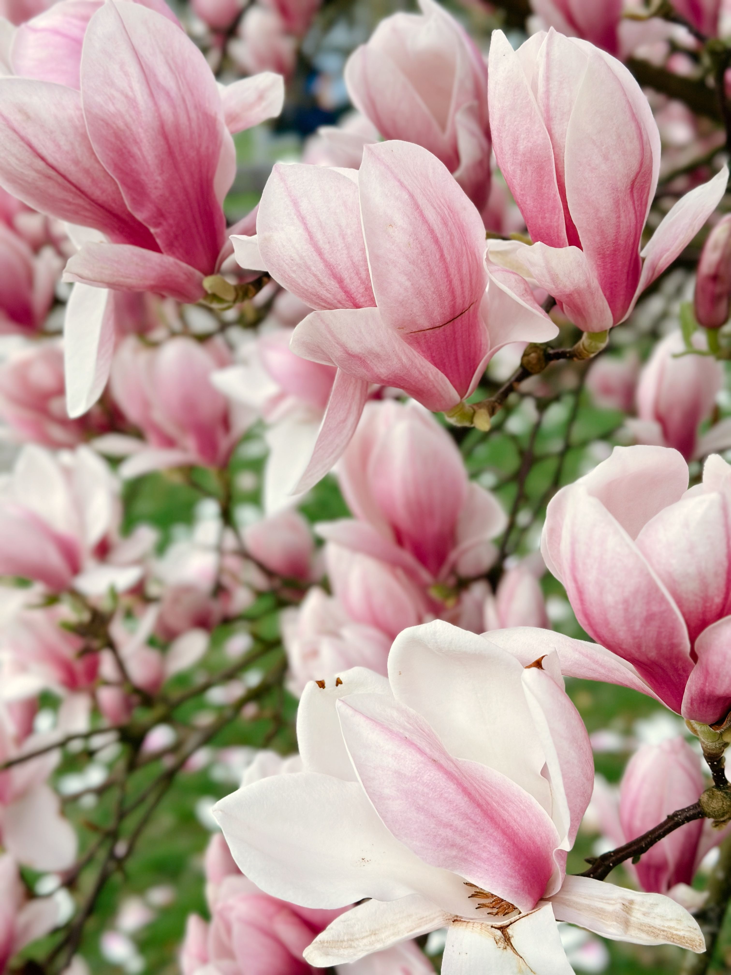 Free Beautiful pink and white magnolia flowers in full bloom during spring. Stock Photo