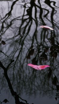 Still pond with tree reflections and floating pink petals, serene and artistic scene.