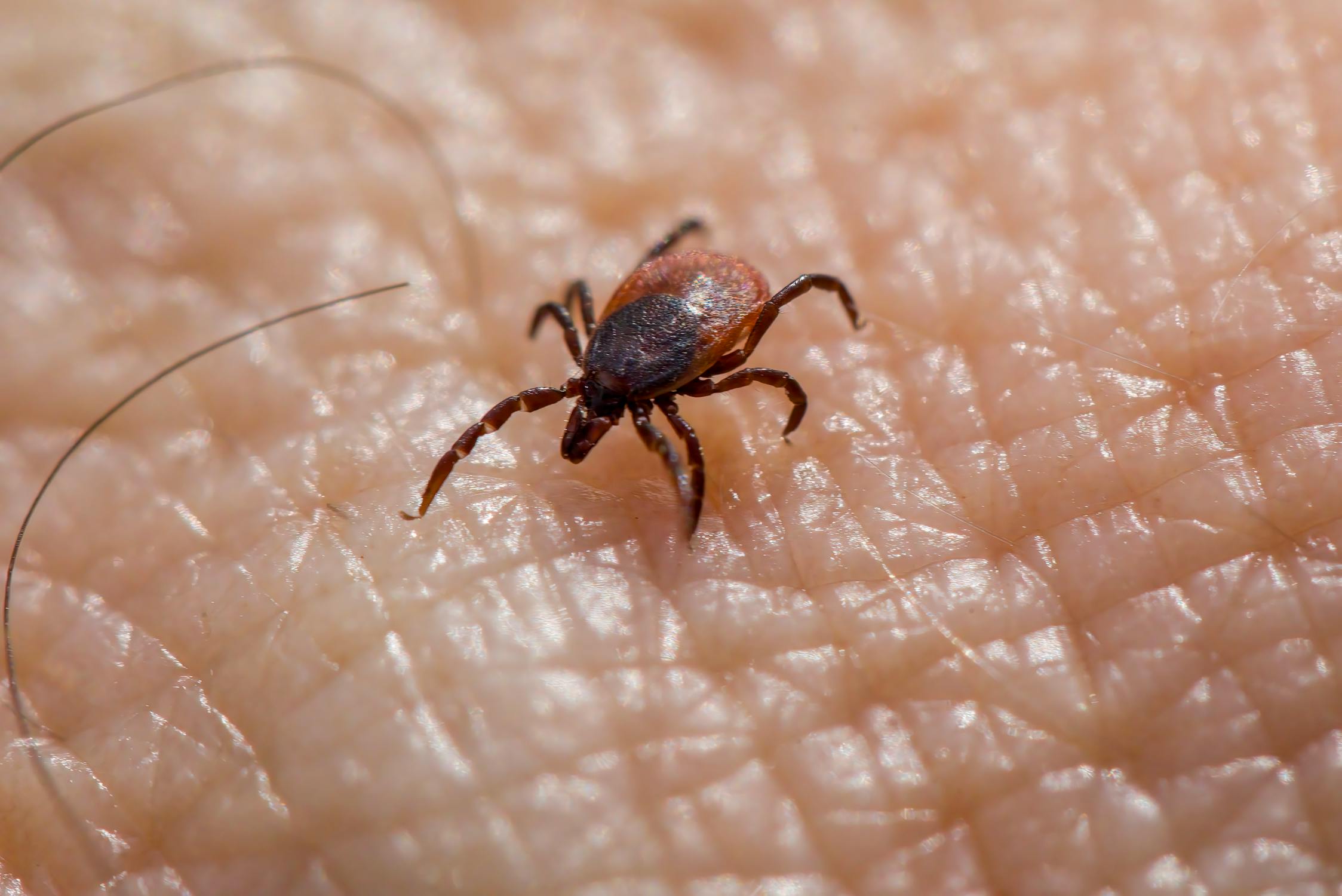 Long Island Tick and Lyme Disease Prevention: A 2025 Homeowner's Guide