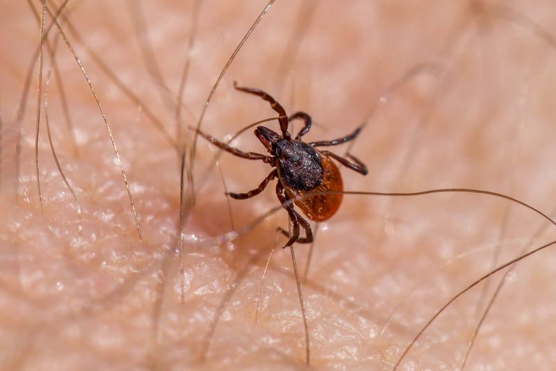 Termite Tenting (Fumigation) Guide: Process, Cost, and Preparation