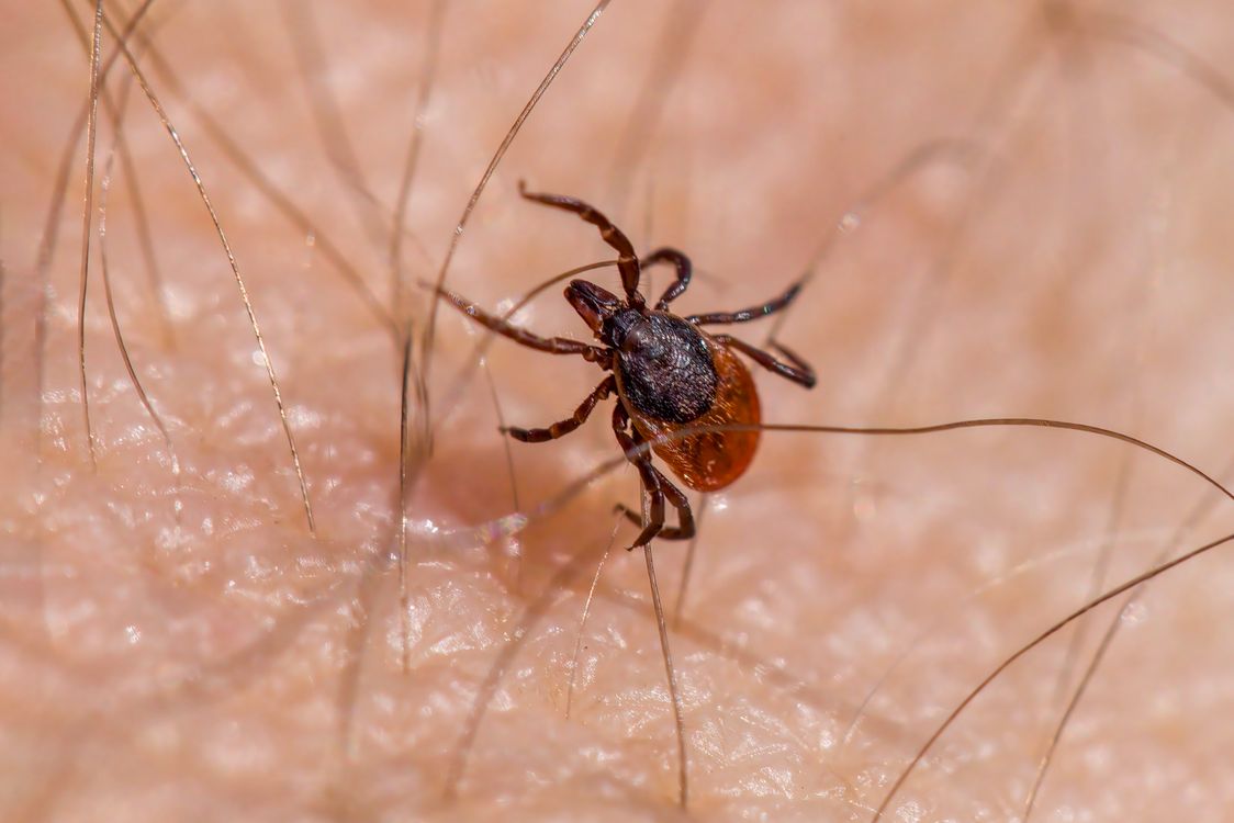 Ixodes Ricinus Op Rund Macro Opname Van De Ixodes Ricinus Teek Op De Menselijke Huid · Gratis ...