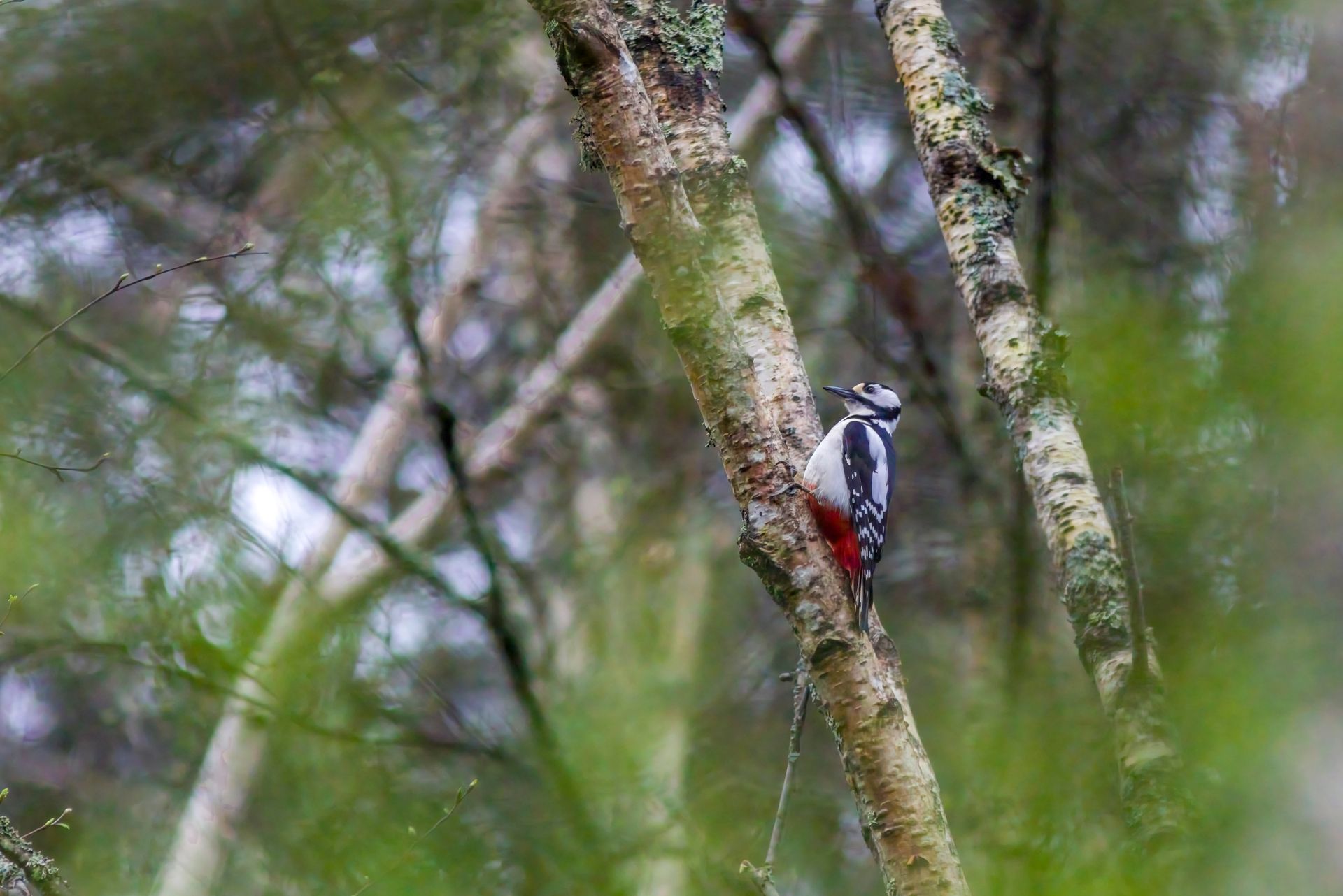 Free stock photo of avian diversity, bird behavior, bird calls