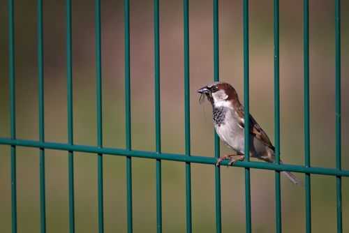 Free A house sparrow clutches an insect while perched on a green metal fence. Stock Photo