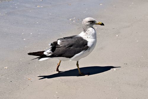 Free Candid shot of a seagull walking along the sandy shore at St. Pete Beach, Florida. Stock Photo