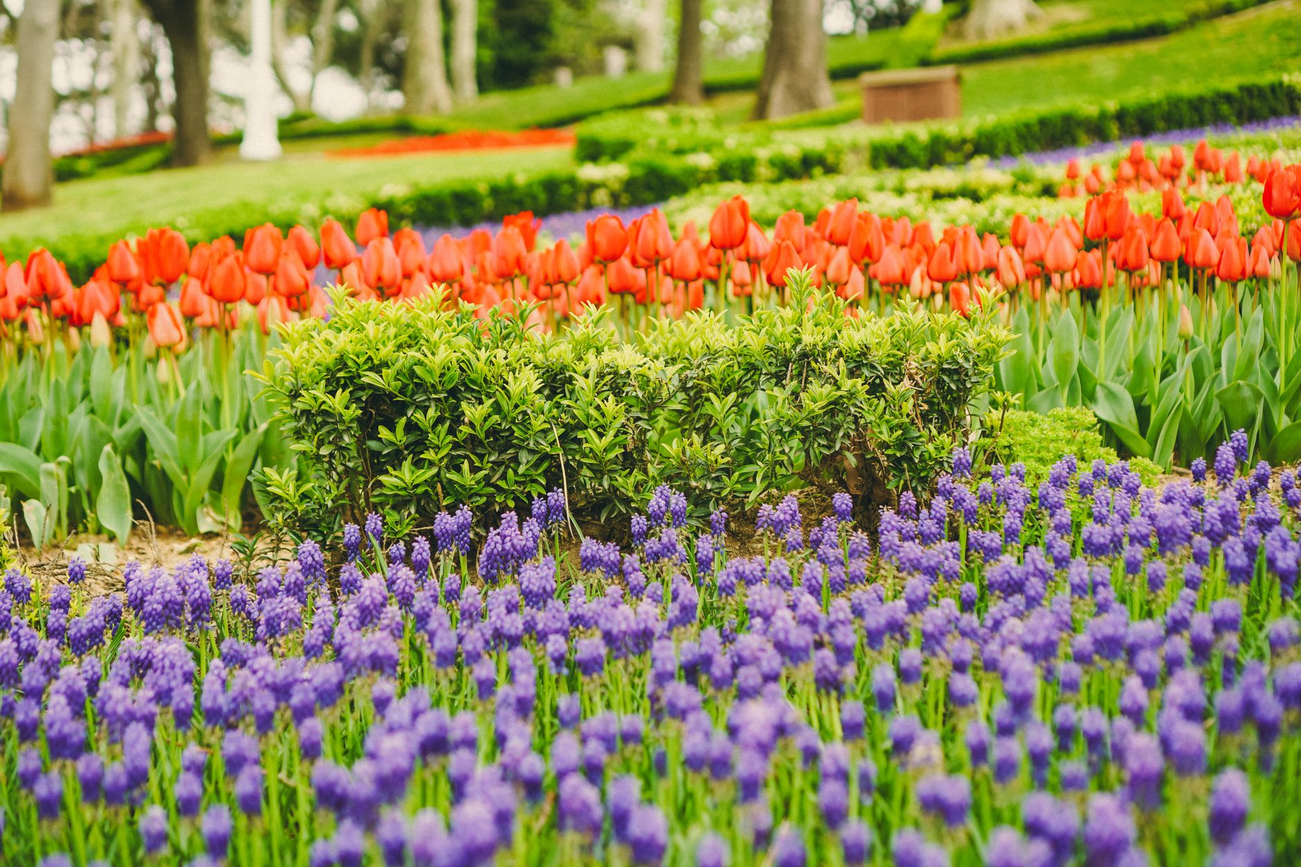 Captivating spring garden with red tulips and purple hyacinths in full bloom. — free online jigsaw puzzle on JigsawPuzzlesFreeOnline.org