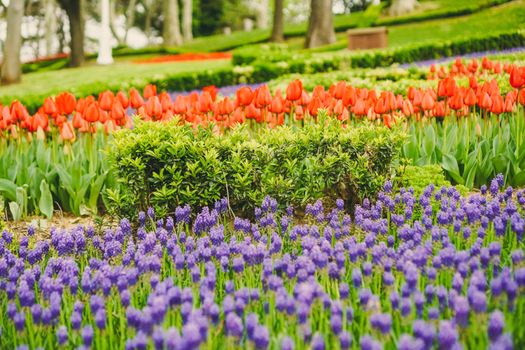 Captivating spring garden with red tulips and purple hyacinths in full bloom., free online jigsaw puzzle on JigsawPuzzlesFreeOnline.org