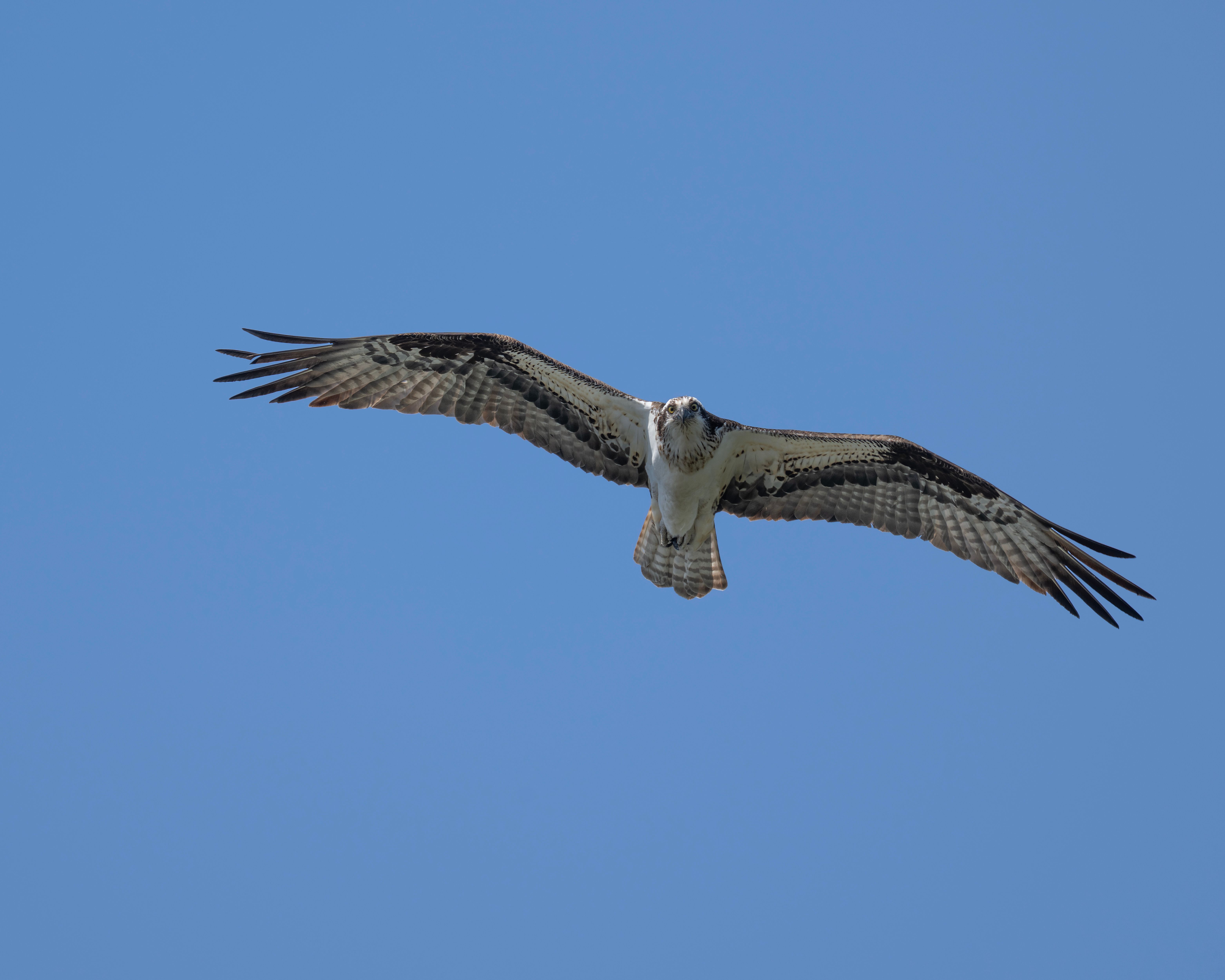Majestic Osprey Soaring in Clear Blue Sky · Free Stock Photo