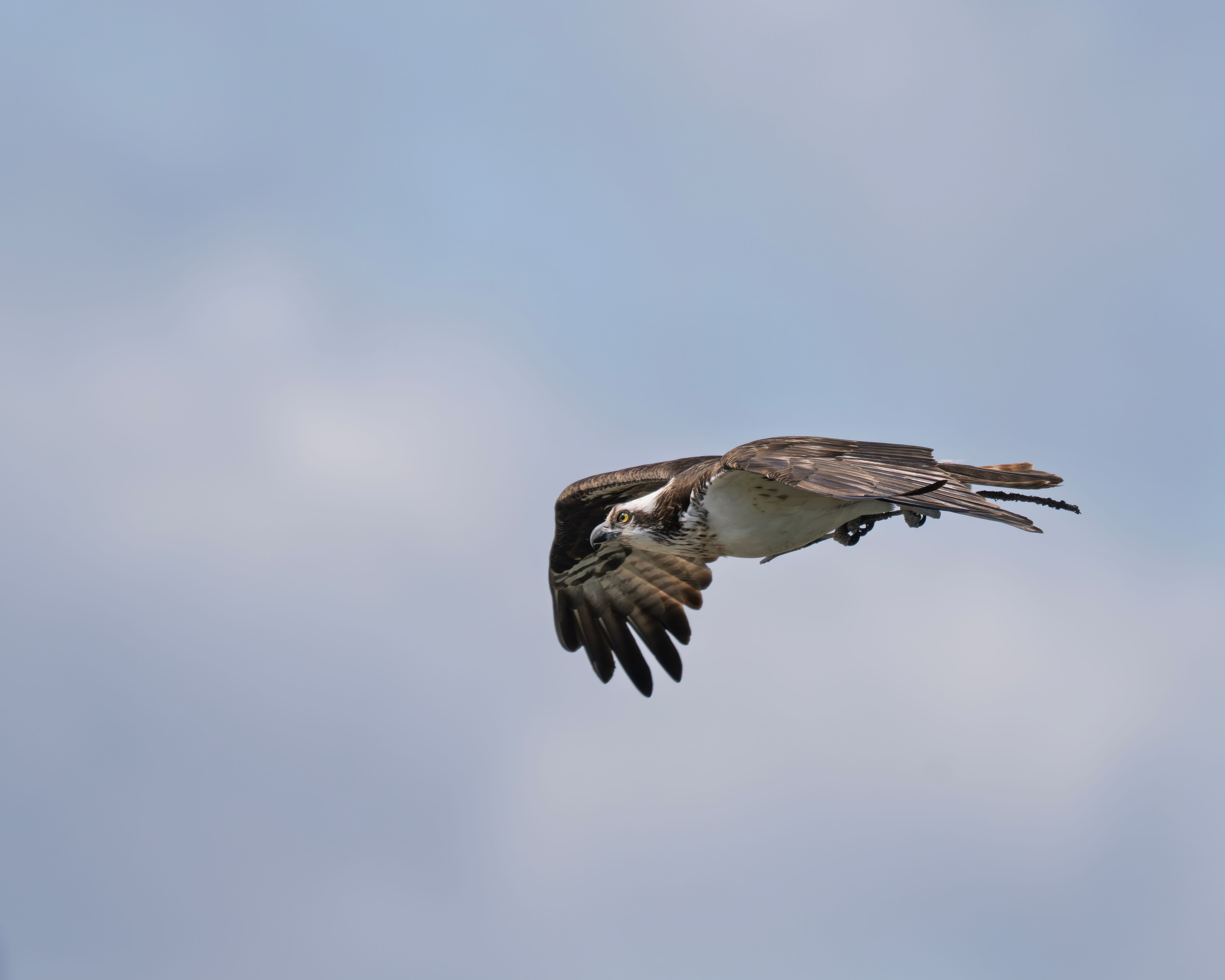 Osprey in Flight Against a Clear Blue Sky · Free Stock Photo