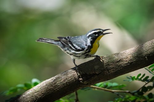 Free Vibrant Yellow-throated Warbler perched in lush Yucatán, Mexico forest. Stock Photo