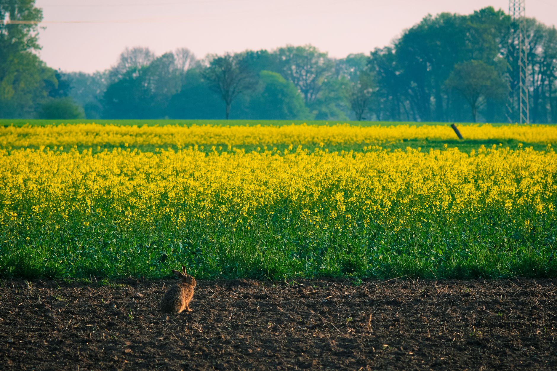Farm landscape