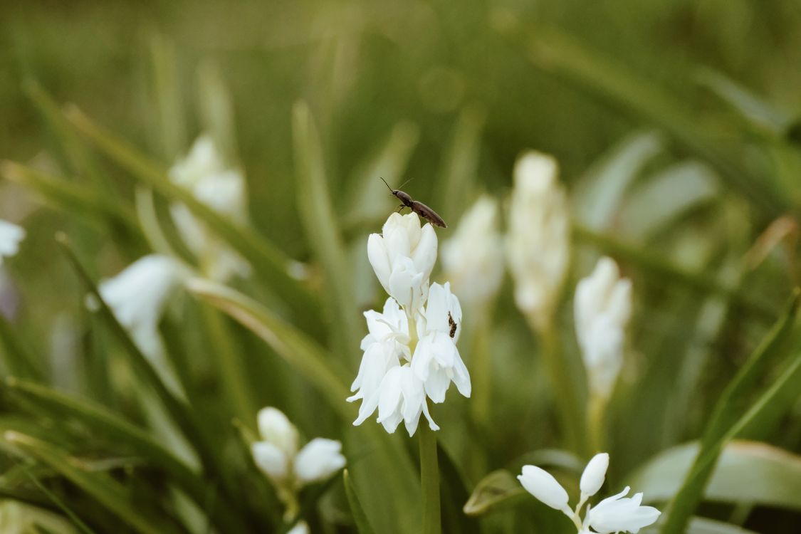Whte Insect Macro Shot of Insect on White Flowers in Garden · Free Stock Photo