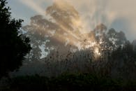 阳光透过斯里兰卡埃拉薄雾中的树木，营造出宁静的氛围