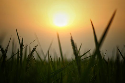 Close-up of grass in a field with the sun rising, creating a warm glow and serene atmosphere.