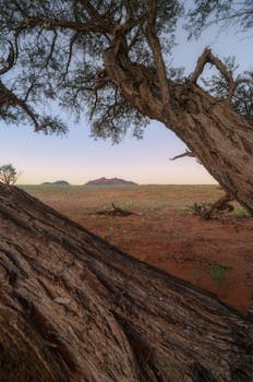 Dramatic view of Namibia's desert landscape framed by trees during a serene sunset, capturing the essence of African wilderness.