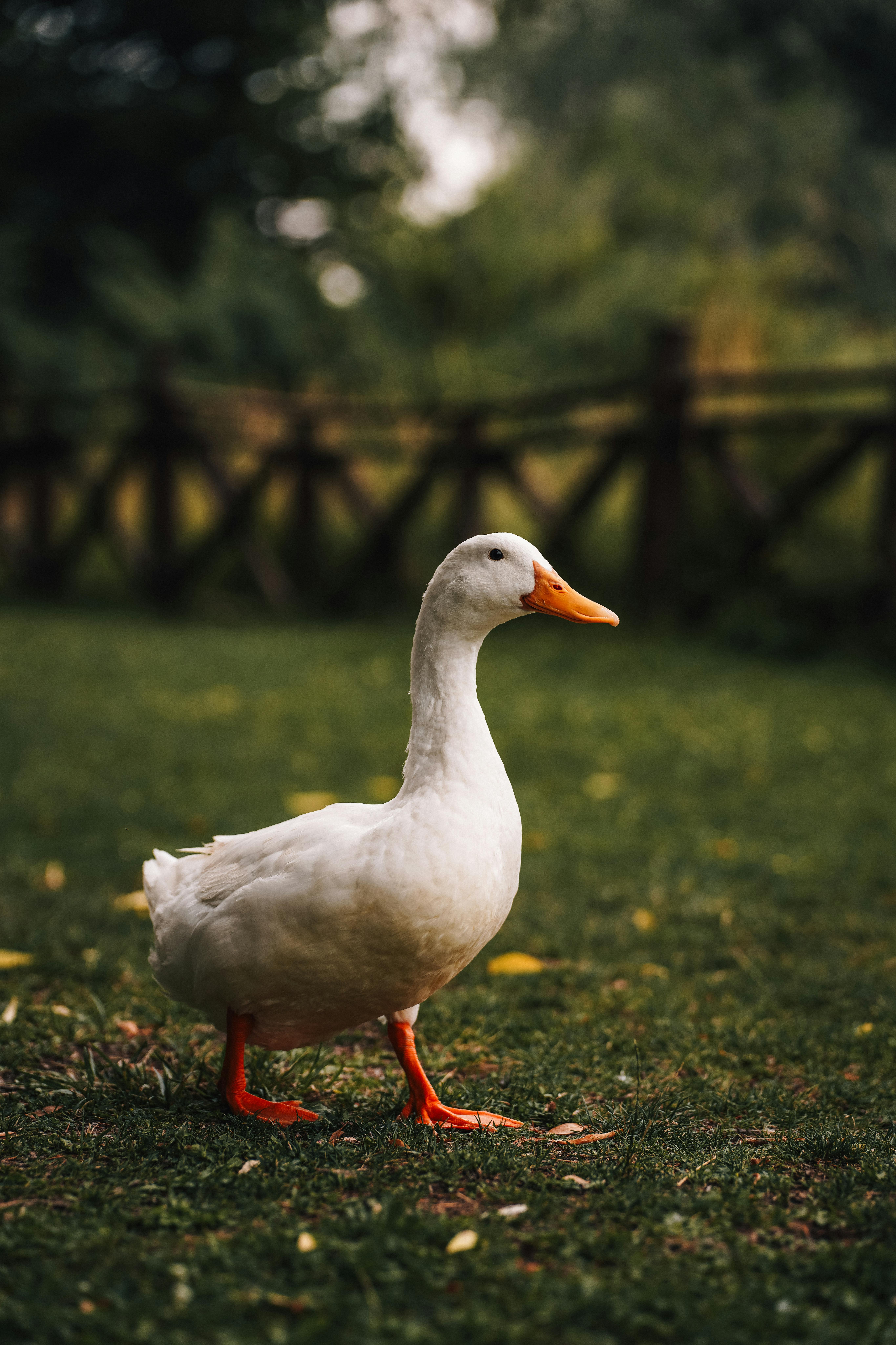 Elegant white duck with vibrant feathers standing calmly in a lush garden in Ankara, Türkiye.