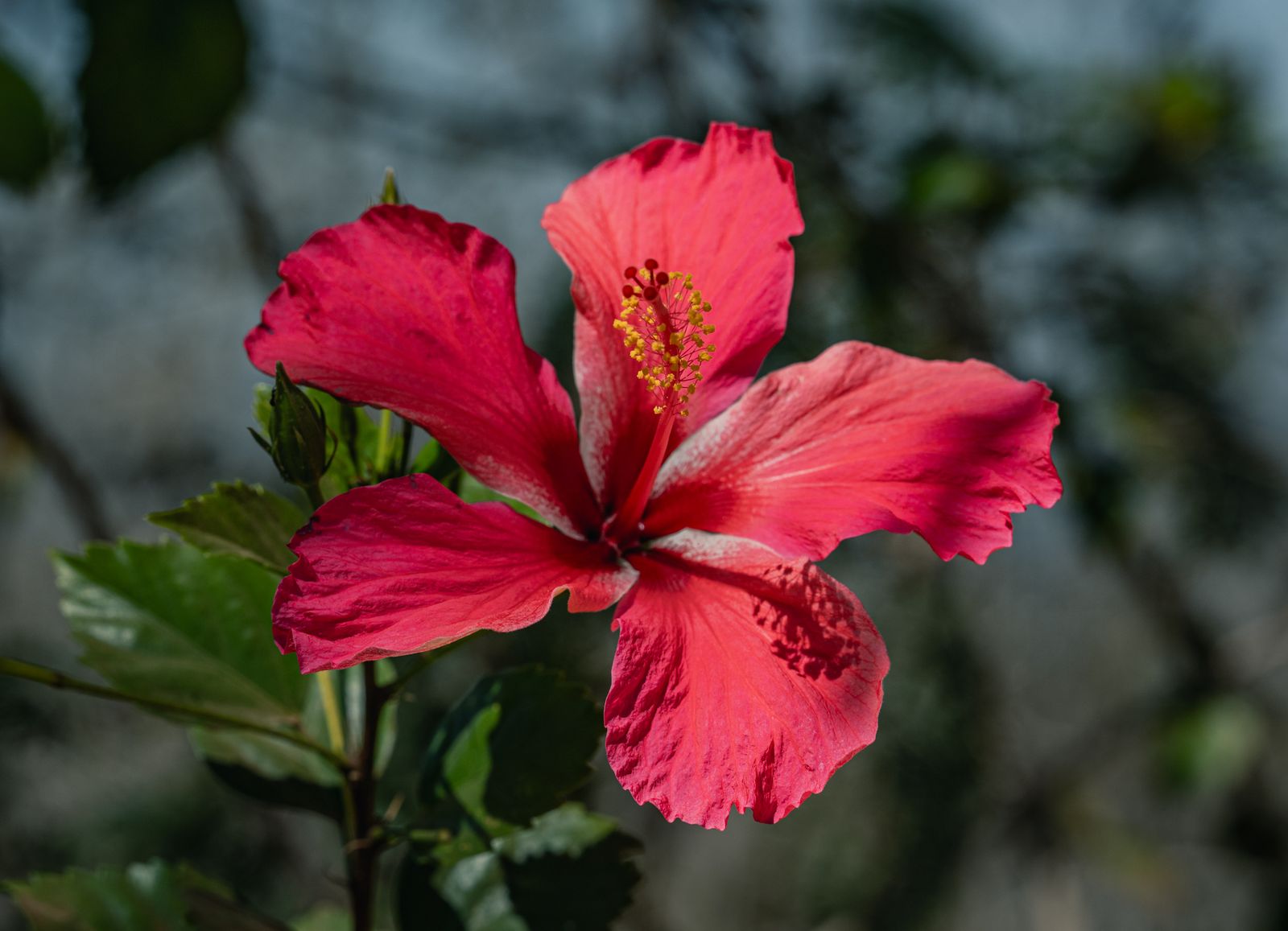Free flowers screensavers photos download the best free free flowers