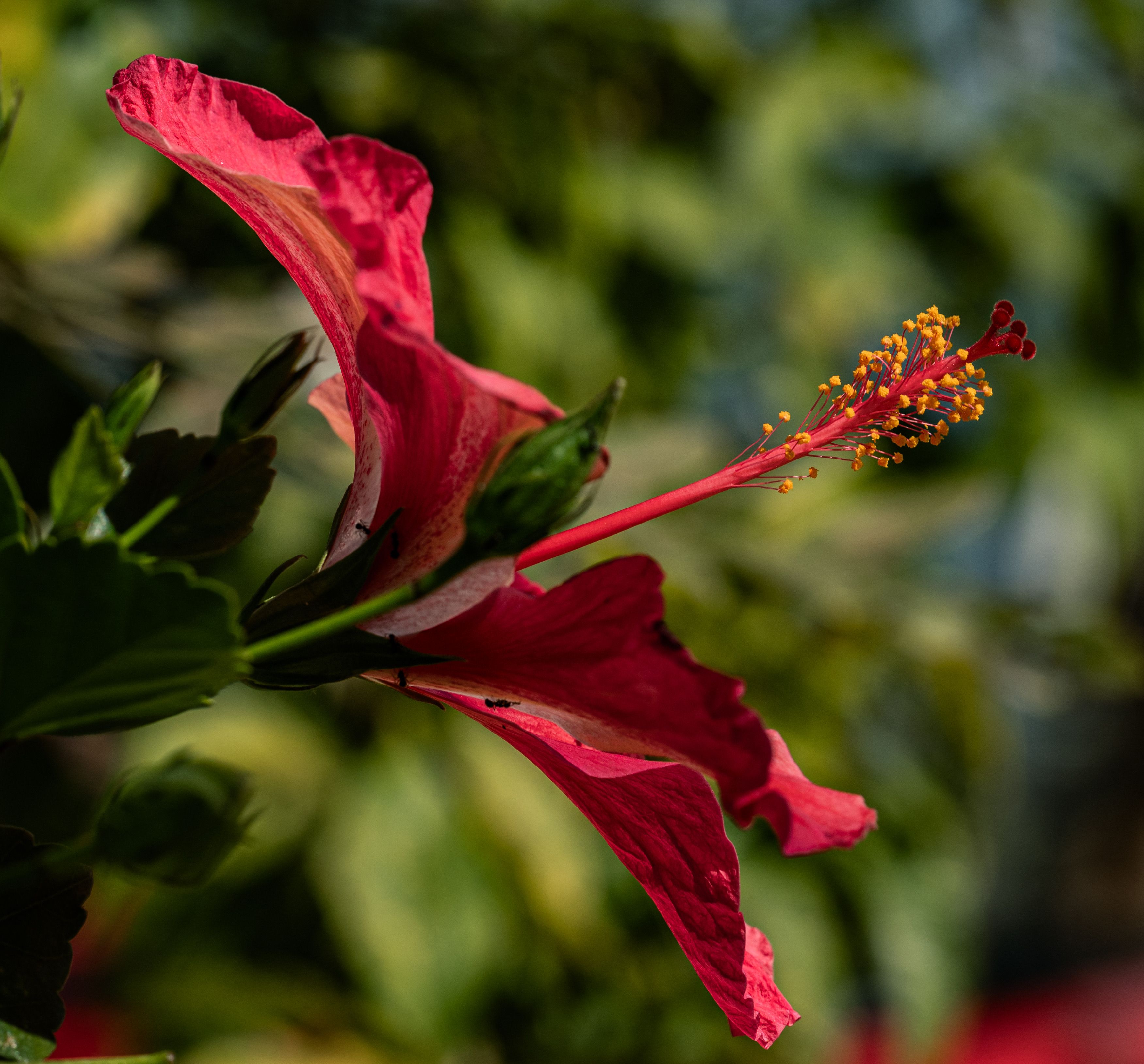 Close-up of Vibrant Red Hibiscus Flower in Thailand · Free Stock Photo