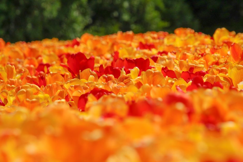Capture of blooming red and orange tulip field in full sunlight, showcasing vivid colors and natural beauty.