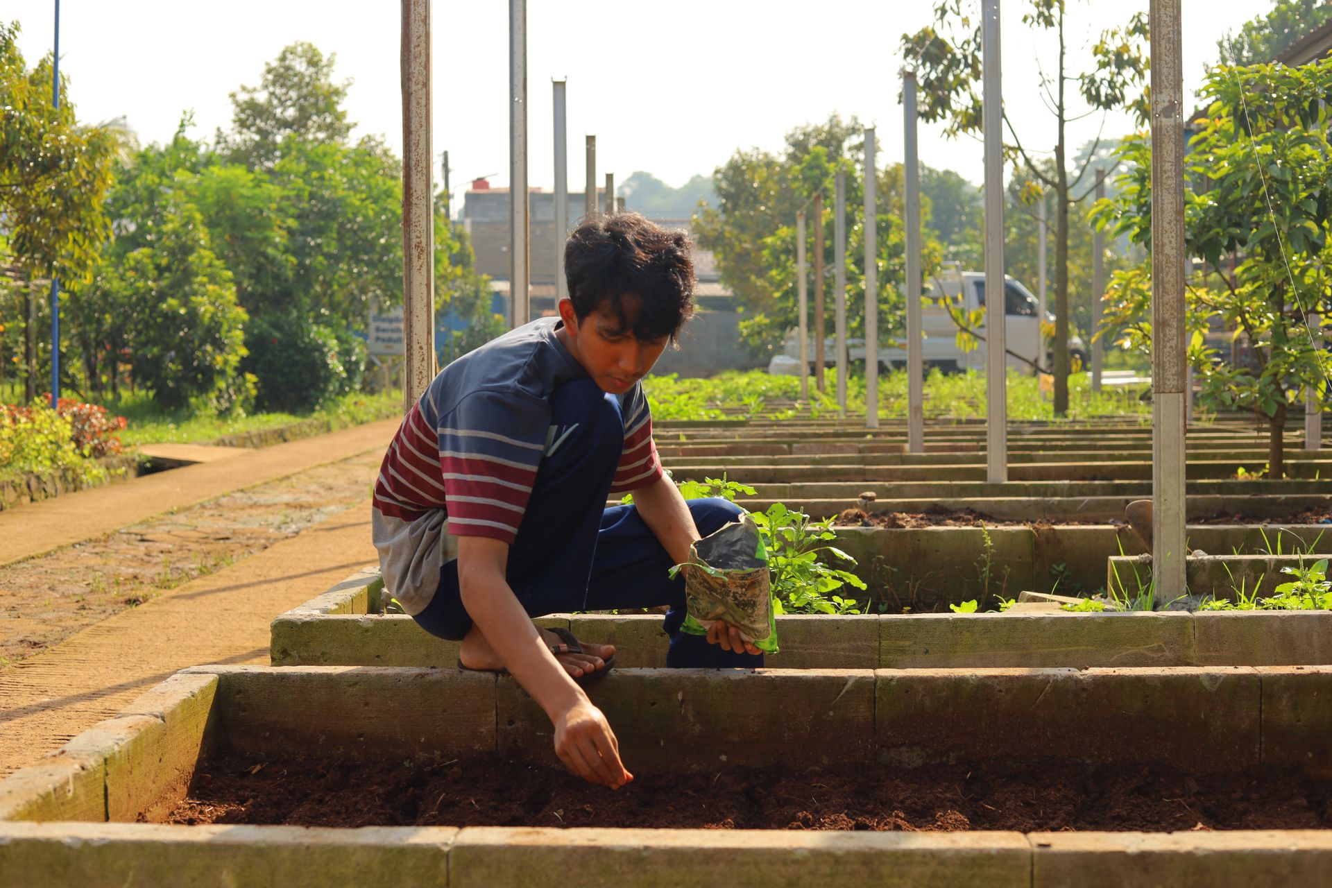 A young man is planting seeds in a neatly organized garden bed under the warm morning sun. With focus and care, he sows the soil using a small packet of seeds, surrounded by greenery and n...