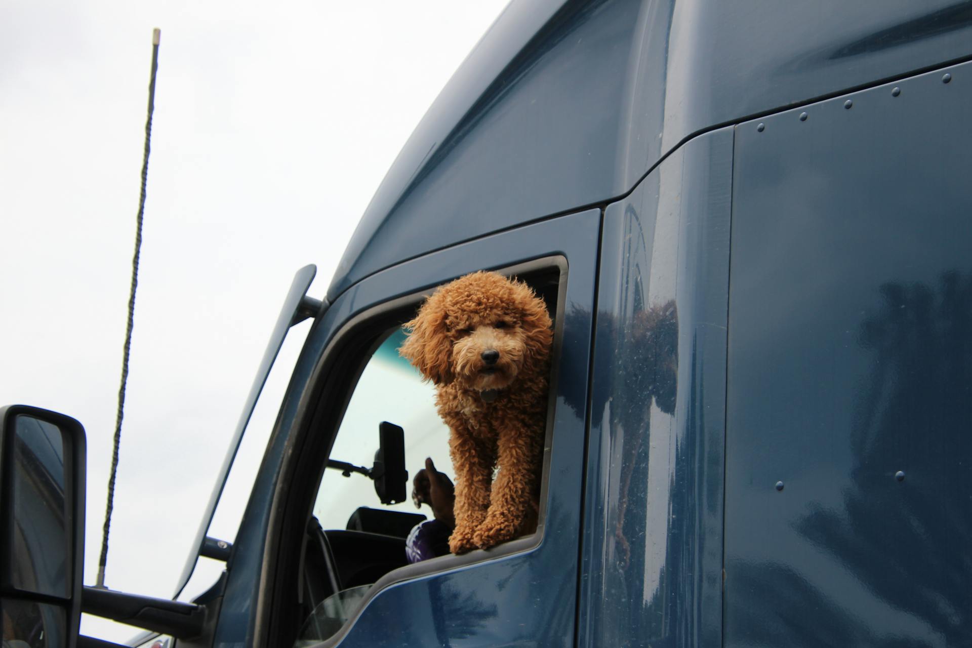 Trucker Dog