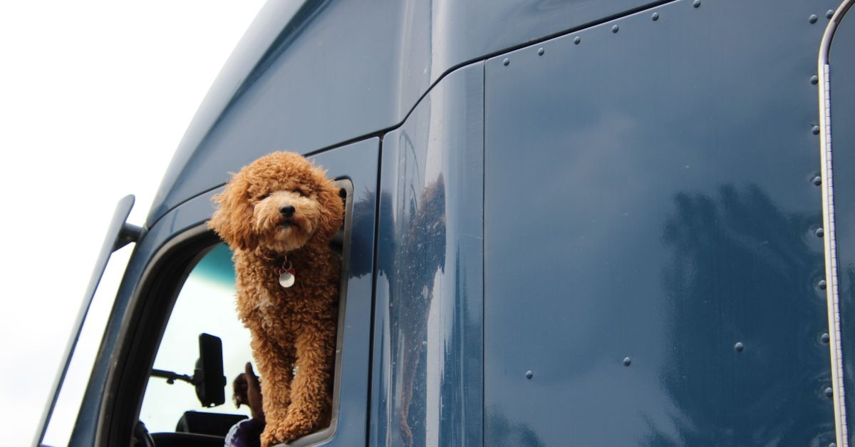 Keeping Your Pup Healthy and Happy While Boarding or Traveling