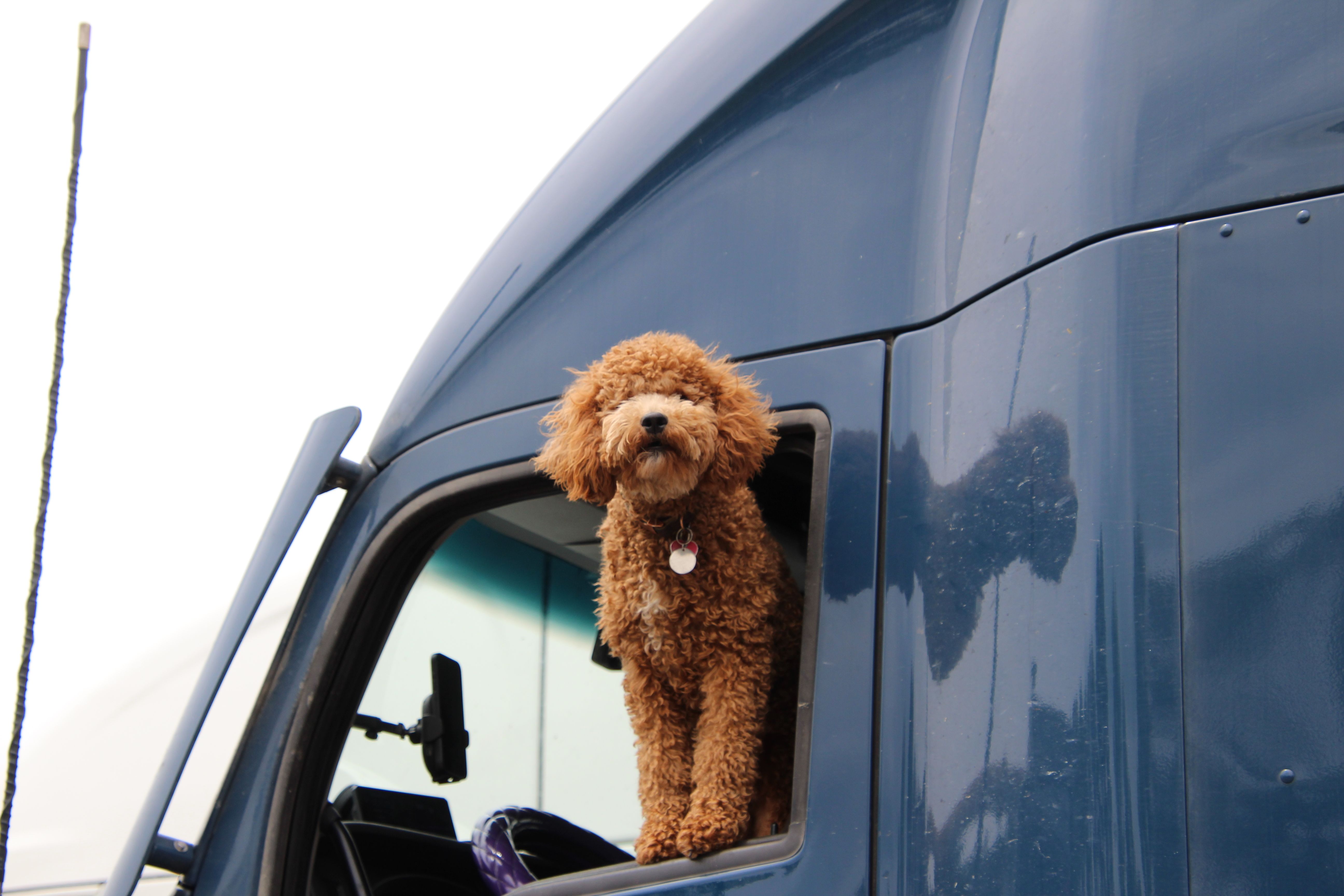 Adorable curly-haired dog looking out of a blue truck window, capturing curiosity.