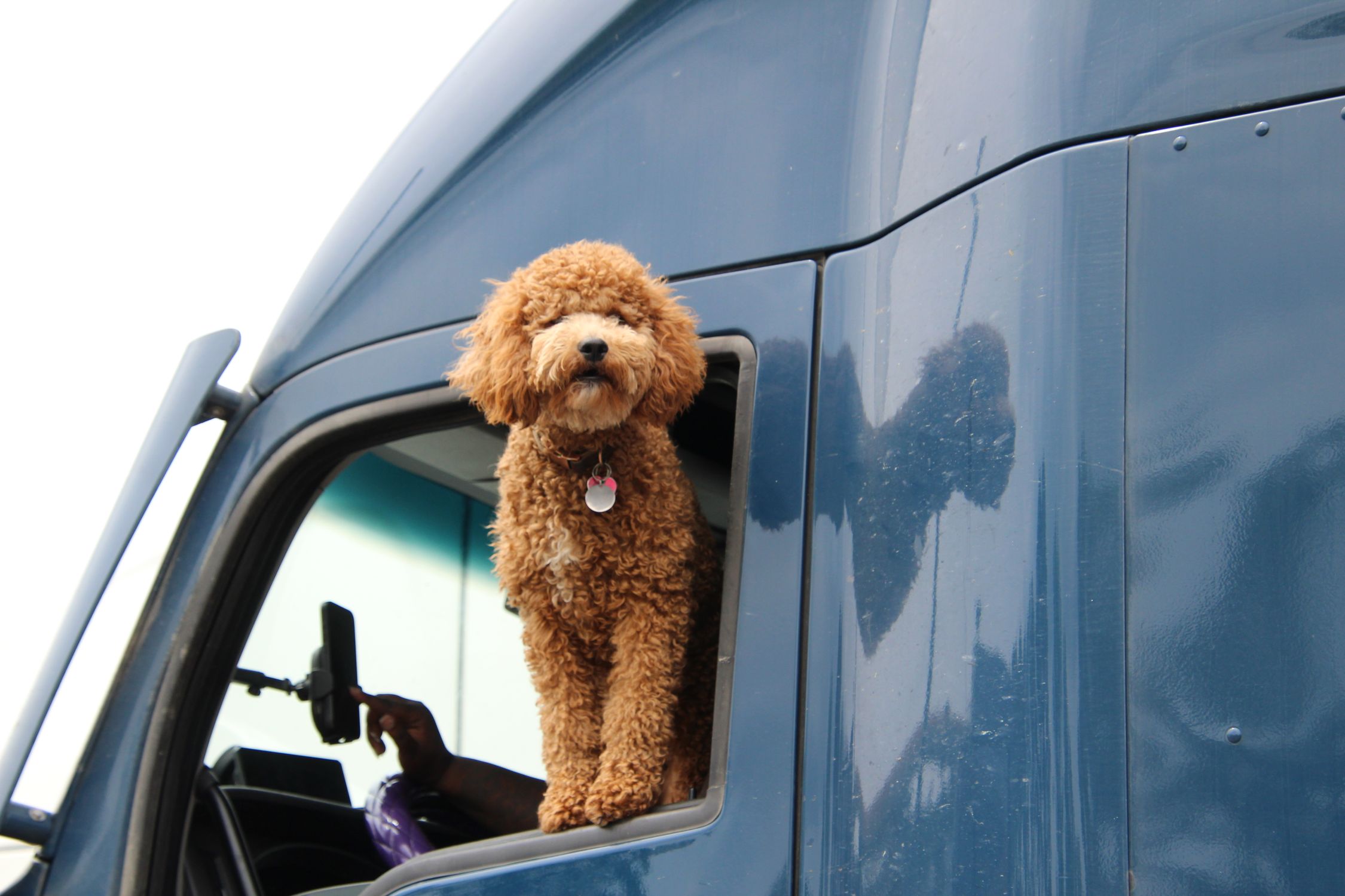 Adorable poodle looking out of a truck window while driver takes a selfie.