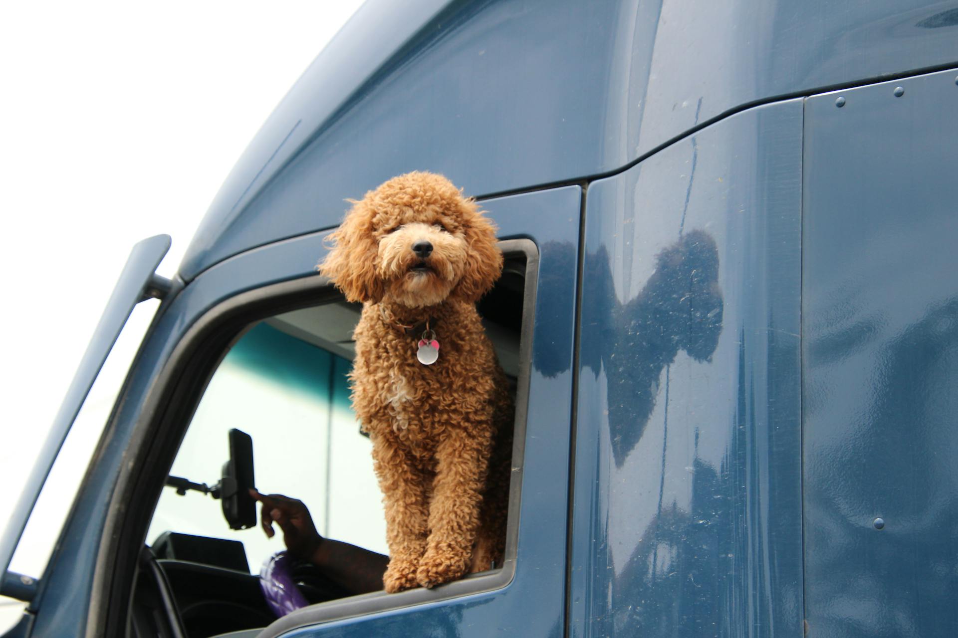 Adorable poodle looking out of a truck window while driver takes a selfie.