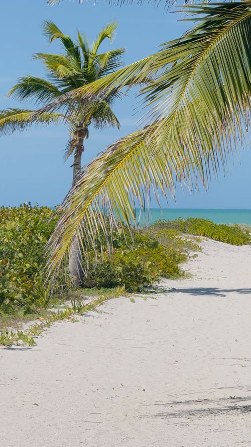 Free Breathtaking view of a sunlit tropical beach path lined with palm trees and blue ocean backdrop. Stock Photo
